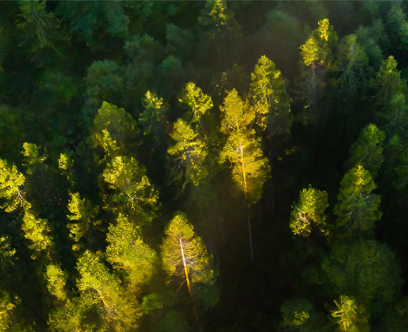 Azienda-Italiana-Prodotti-Professionali-Sostenibili-Posa-Trattamento-Manutenzione-Pavimenti-Legno-Parquet-Resina-Resilienti-Decking-WPC-Erba-Sintetica-Progettisti-Chimiver-Foresta-Conifere